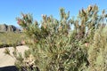 Colorful King Protea plants on the way to the Swartberg Pass in Oudtshoorn in South AfricaÃ¢â¬â the national flower of South Africa